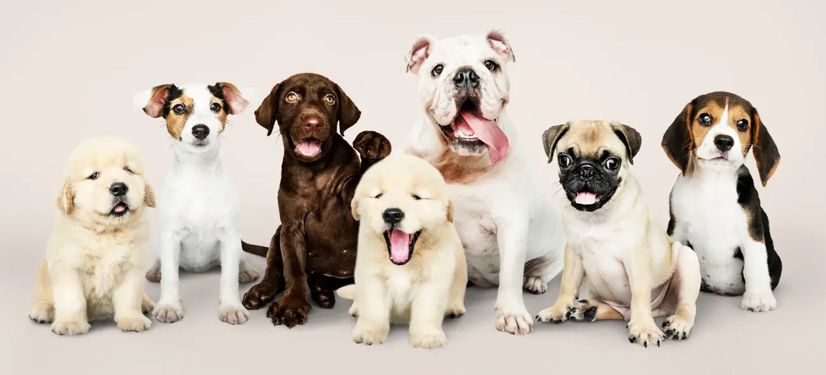 7 puppies of different breeds sitting together