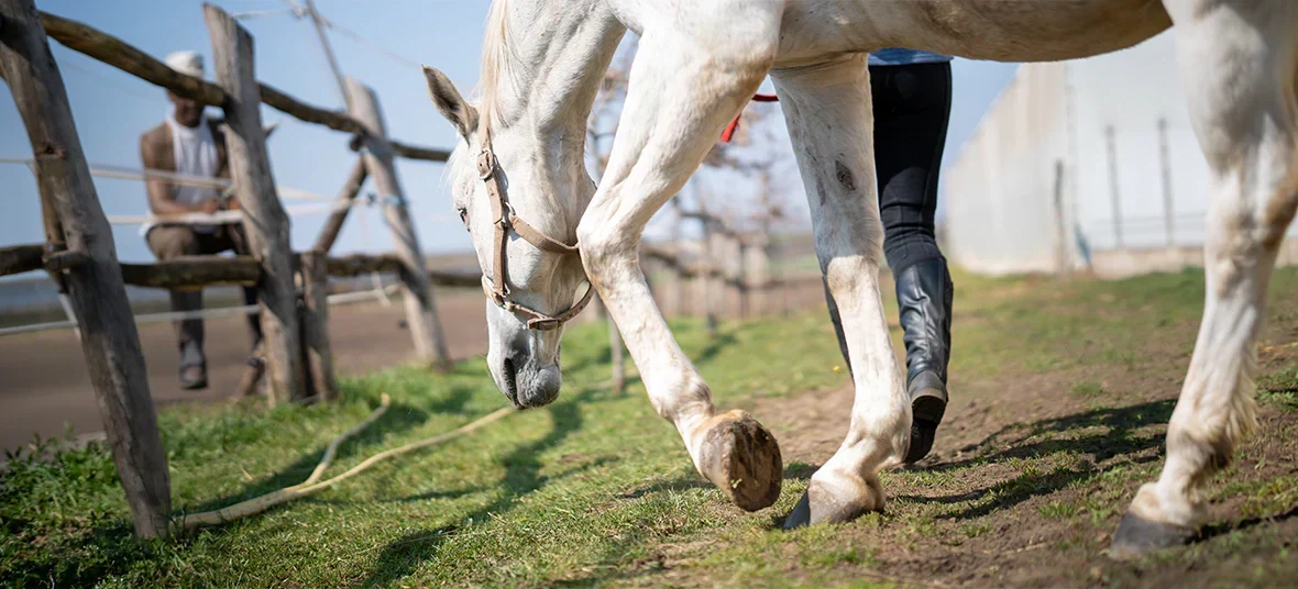 10 Best Joint Supplements for Horses