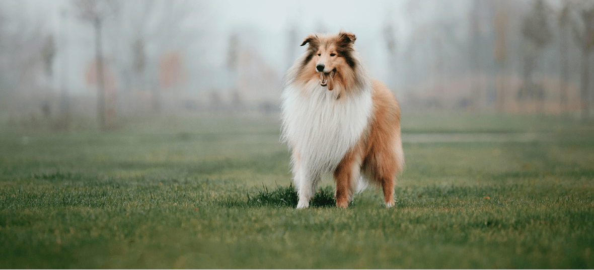 World Collie Day: How to Celebrate, Best Toys, Grooming Tools & Food for Collies