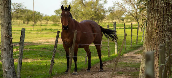 Best Weight Gain Supplements for Horses