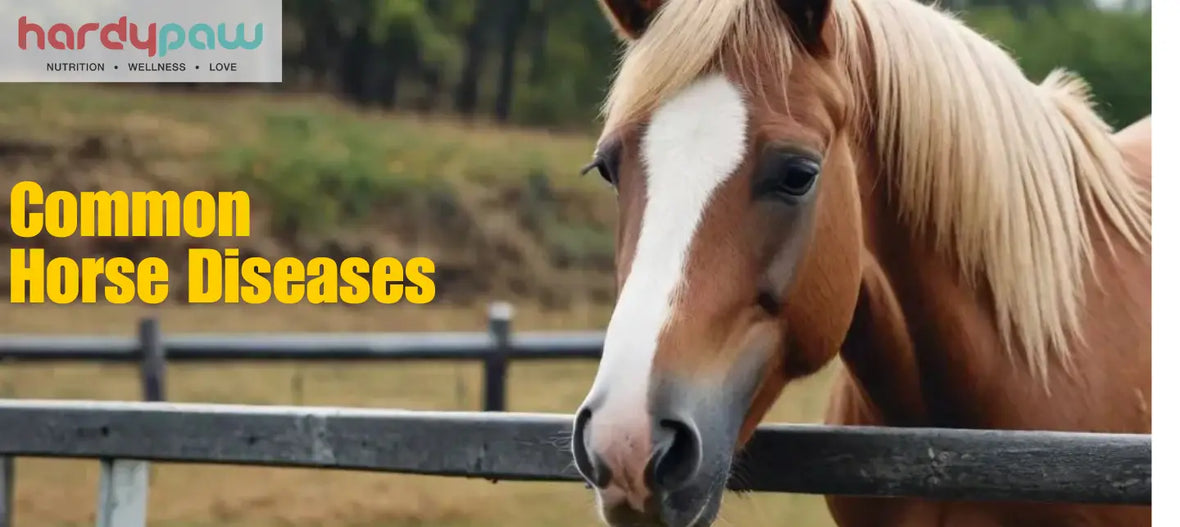 Common Horse Diseases - Symptoms Treatments & Preventive Care