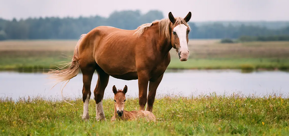 The Complete Guide to Fly Control for Horses