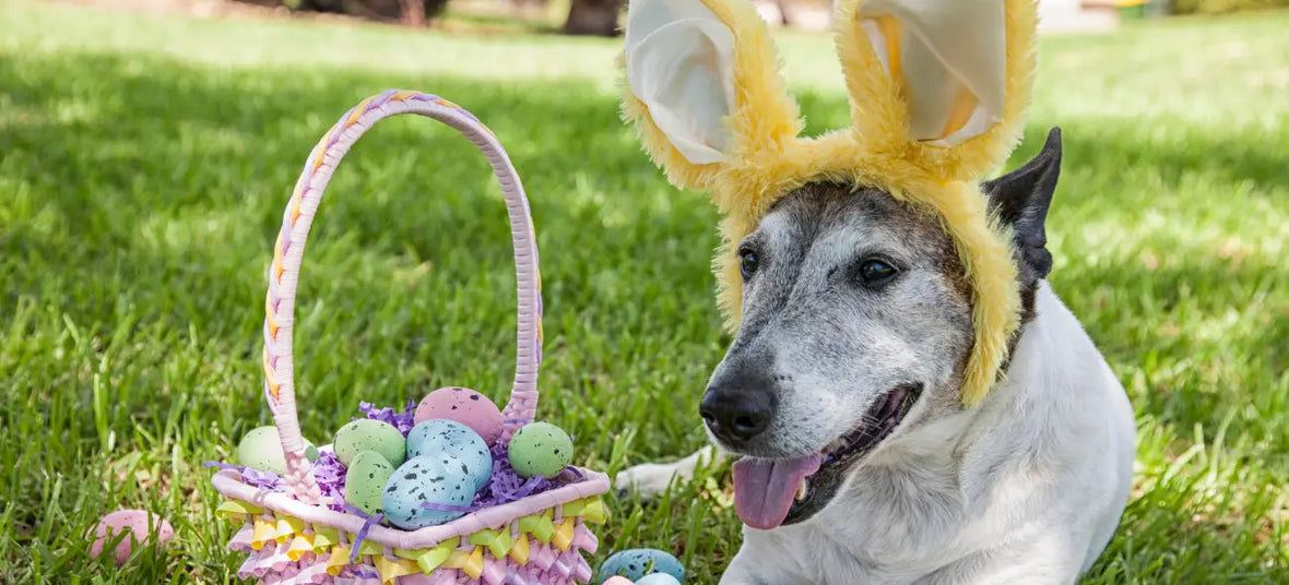 dog wearing bunny ears sitting in a garden with a basket full of Easter eggs