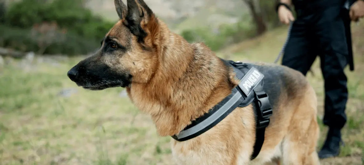 How to Keep Search and Rescue Dogs Strong Healthy and Mission-Ready.