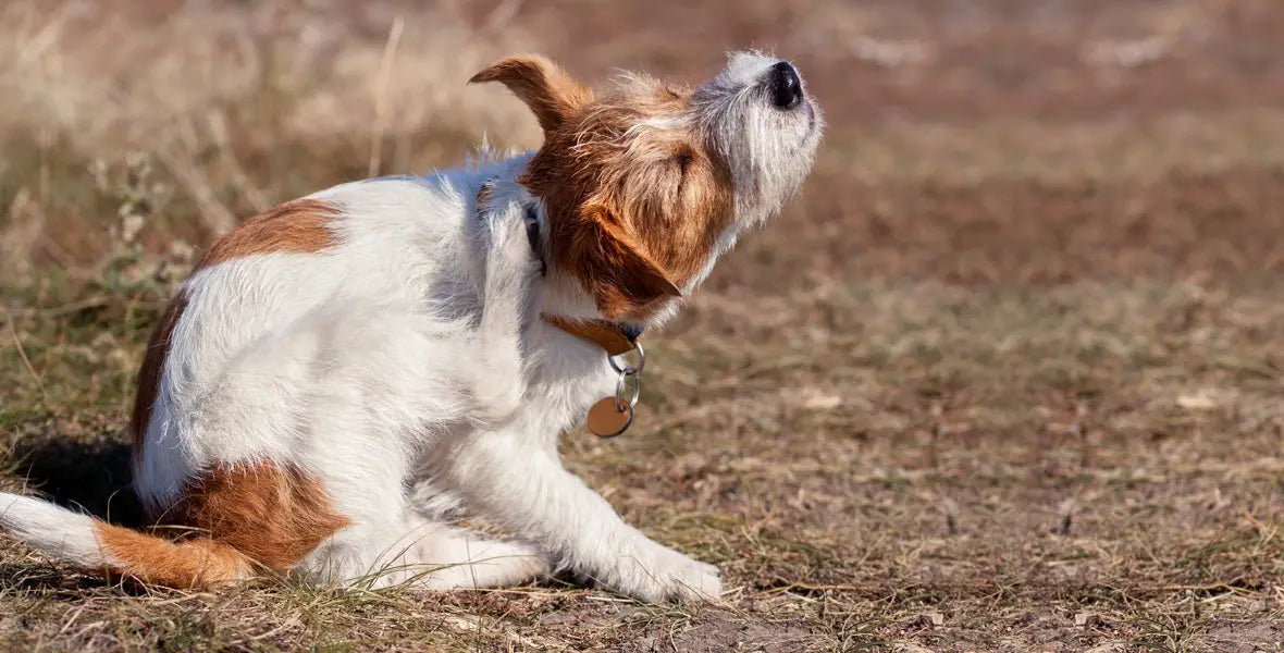 How Do I Protect My Pets from Fleas & Ticks? [2026 GUIDE]