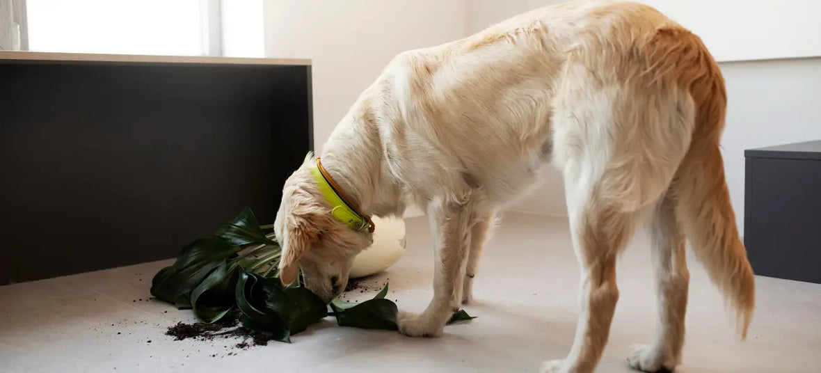 do eating dirt from an indoor potted plant.