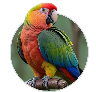 Bird care and bird food blogs