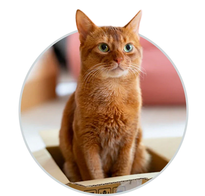 Cat care and cat product blogs