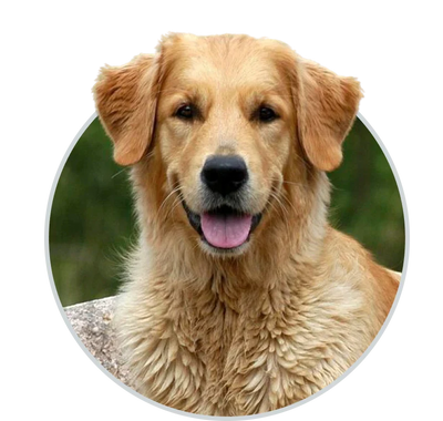 Dog care and dog product blogs