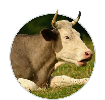 Farm animal care and feeding blogs
