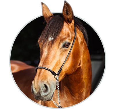 Horse care and horse product blogs