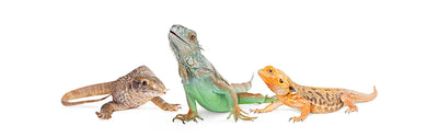 Reptile Tanks & Carriers