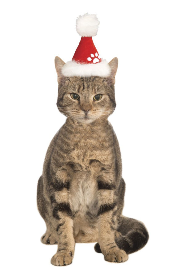 Pets Christmas Santa Hat - Various Colors - Small/Medium / Red - Pet Costumes & Accessories 3