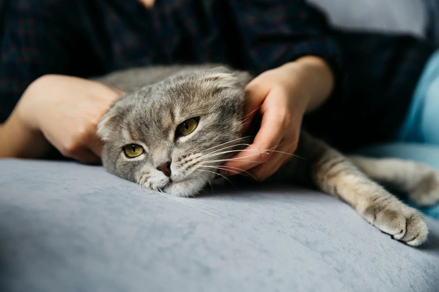 Cat Joint Health: A Complete Guide for Caring Cat Parents