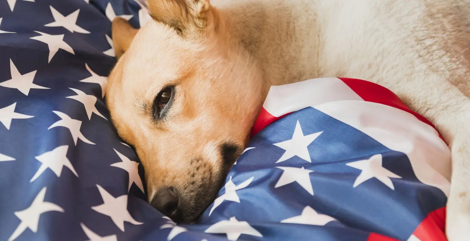 How to Make the 4th of July Safe for Your Dog?