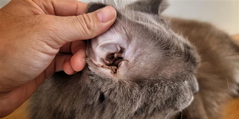 cat with discharge in the ear
