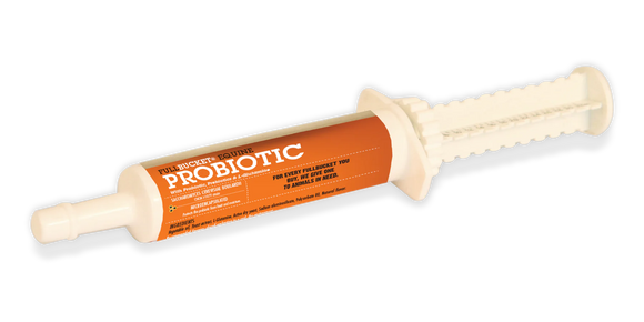 Equine Probiotic Paste (single) - Horse Health & Wellness 1