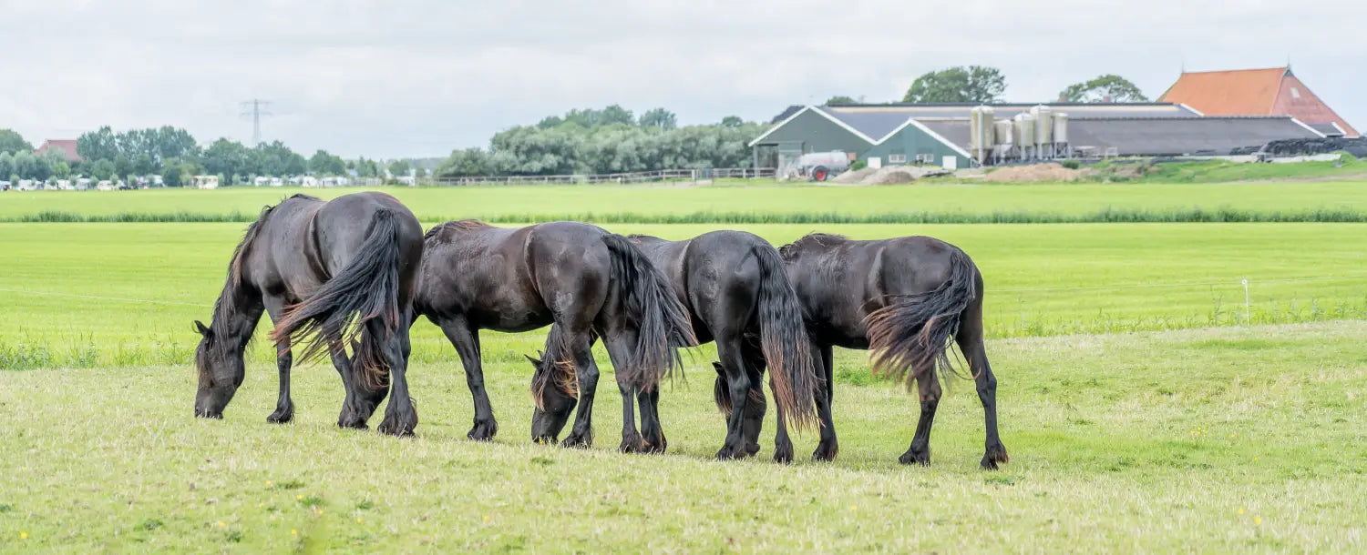 Treatment Options for Hives in Horses