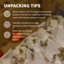 Ovipost Banded Adult Live Feed Crickets Reptile Food Pinheads - Reptile Food 5
