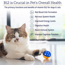 Rx Vitamins Rx B12 Liquid Digestive Supplement For Dogs and Cats (4 oz) - Dog & Cat Supplements & Vitamins 2