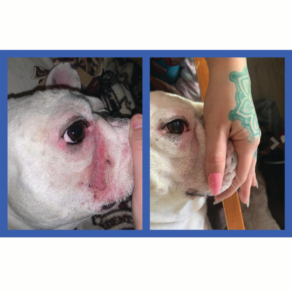white dog having issues on face