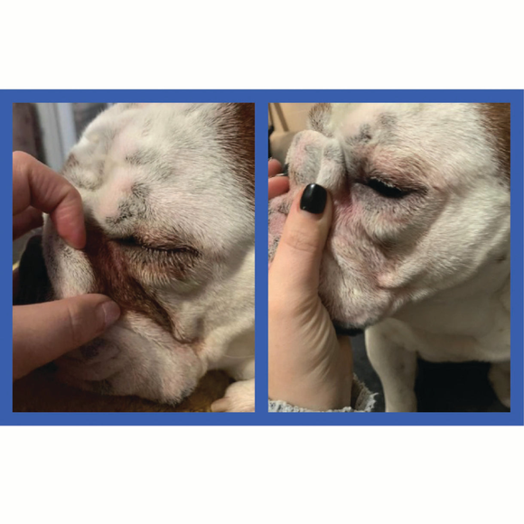 Silicone Paste Applicator for Dogs