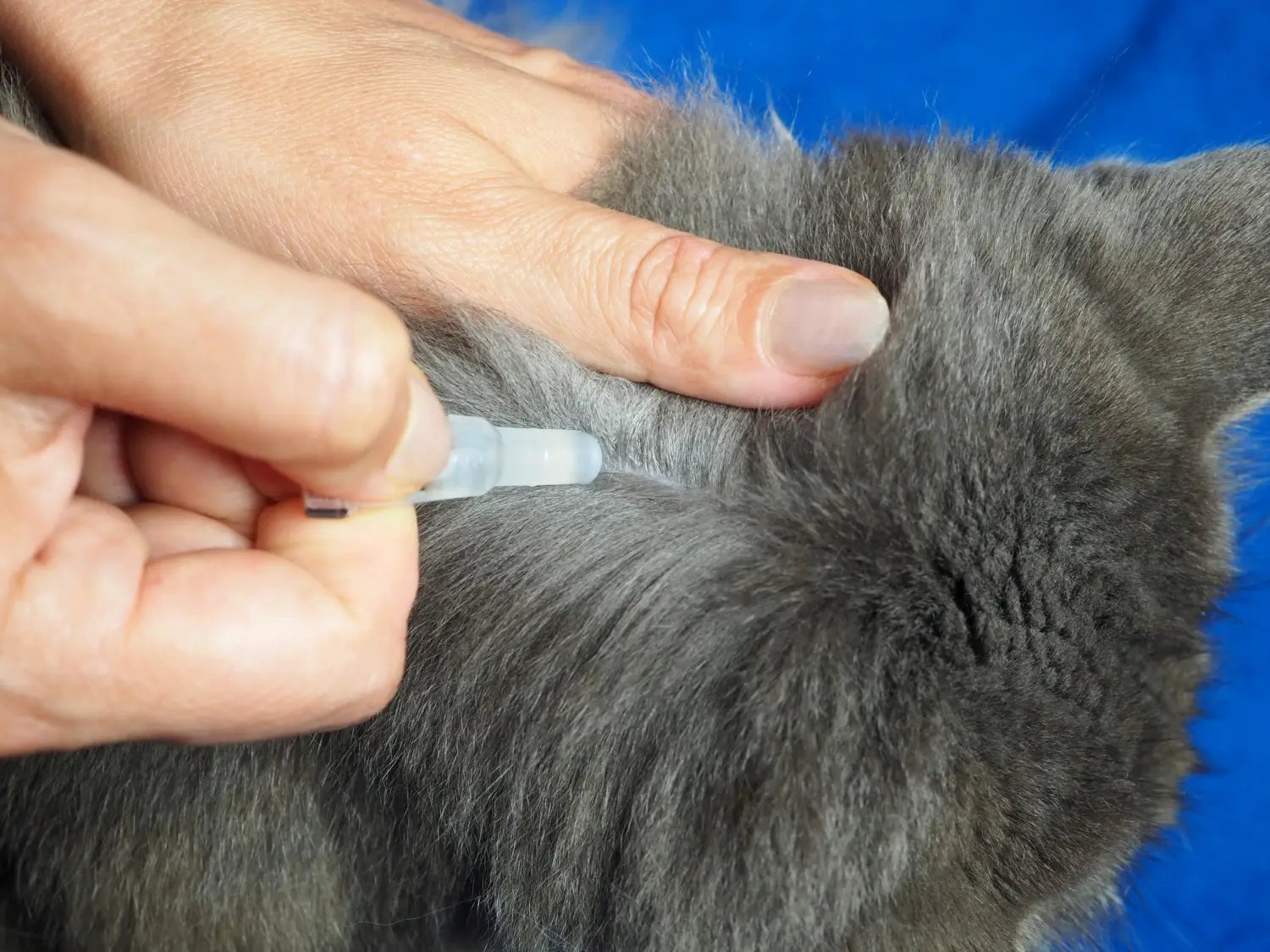 a person applying topical flea treatment on its cat