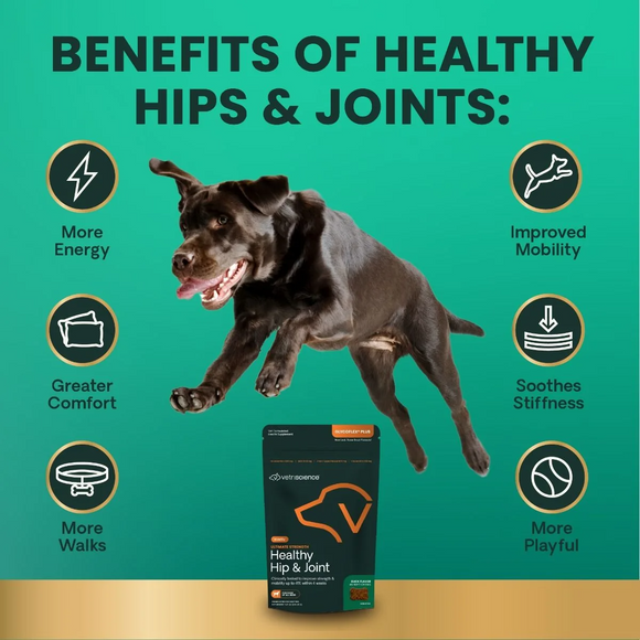 VetriScience GlycoFlex Plus Soft Chews for Dogs Duck Flavor - Dog Vitamins & Supplements 5